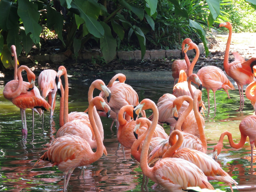 flamingo-2458782_1920.jpg